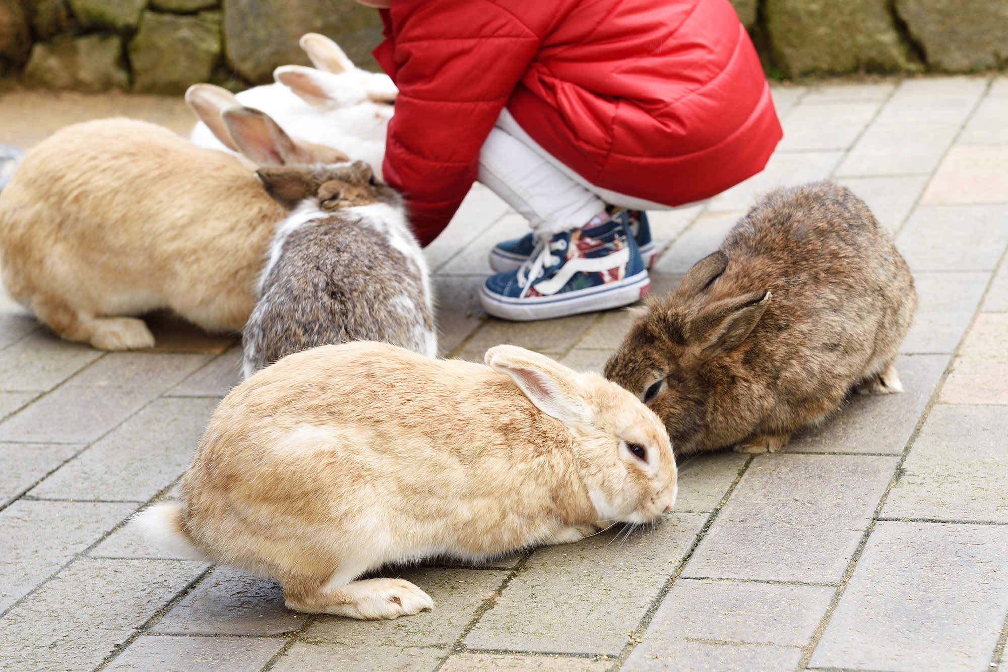 🐇 달토끼 마을 (츠키우사기노사토)